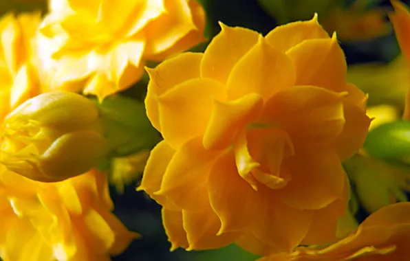 Picture macro, flowers, nature, kalanchoe calandiva