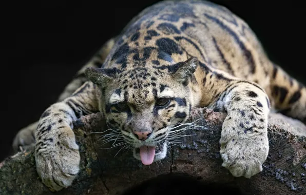 Language, face, relax, paws, wild cat, chill, Clouded leopard
