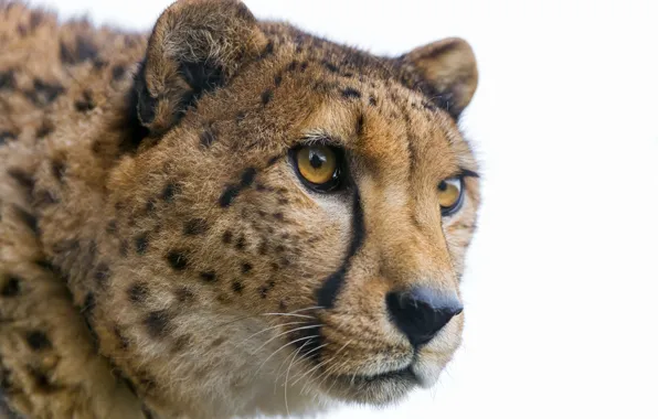 Picture cat, look, face, Cheetah, ©Tambako The Jaguar