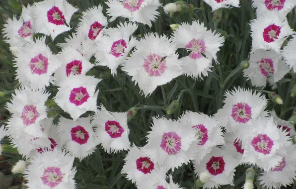 Flowers, Bush, Clove, Mamala ©, Summer 2018, Pink and white