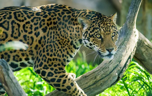 Face, predator, Jaguar, color, wild cat