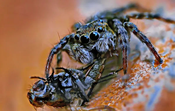 Macro, the victim, web, spider, bokeh, Dmitry Kuznetsov, Fatality