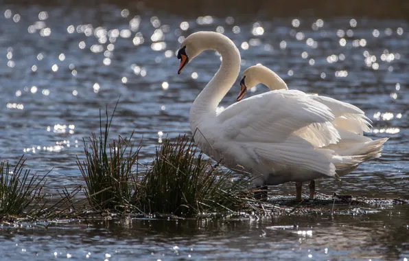 Grass, light, birds, shore, pair, Swan, white, swans