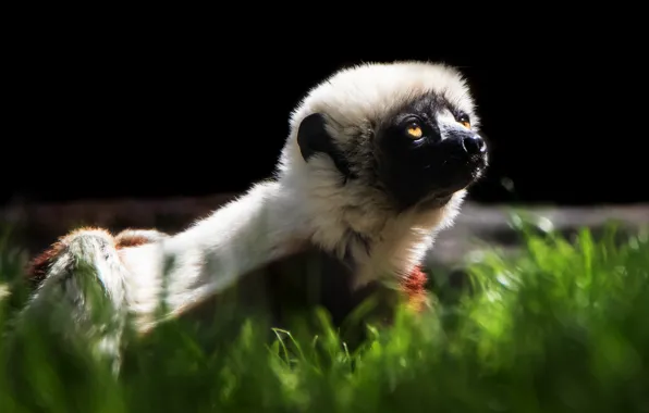 Picture grass, look, face, light, portrait, lemur, black background, wildlife