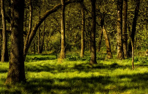 Picture greens, forest, summer, grass, trees, Sunny