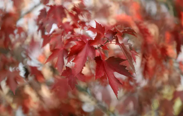 Autumn, leaves, nature