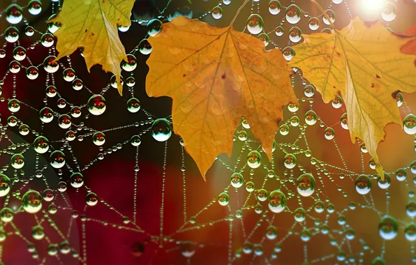 Picture autumn, leaves, drops, nature