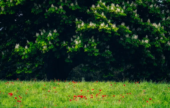 Greens, forest, grass, trees, flowers, branches, nature, glade