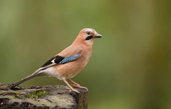 Picture bird, Jay, wildlife