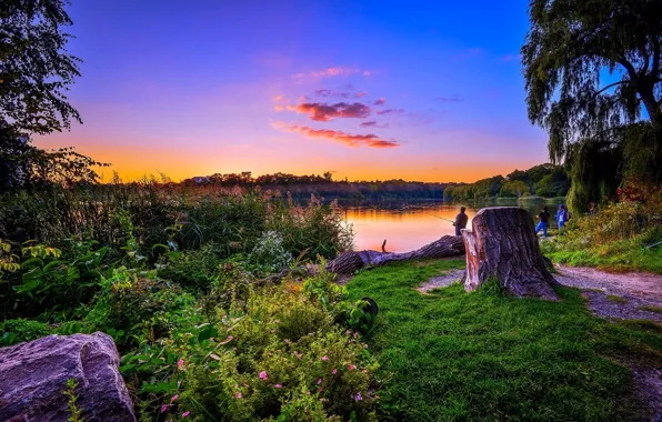 Greens, forest, grass, trees, lake, dawn, shore, fisherman