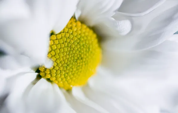 Picture flower, macro, petals, Daisy