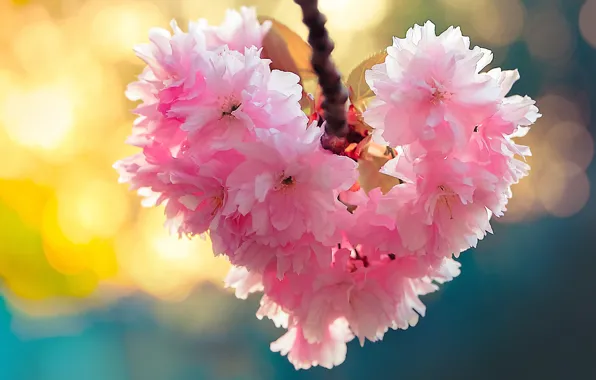 Macro, cherry, heart, branch, Sakura, flowering, flowers