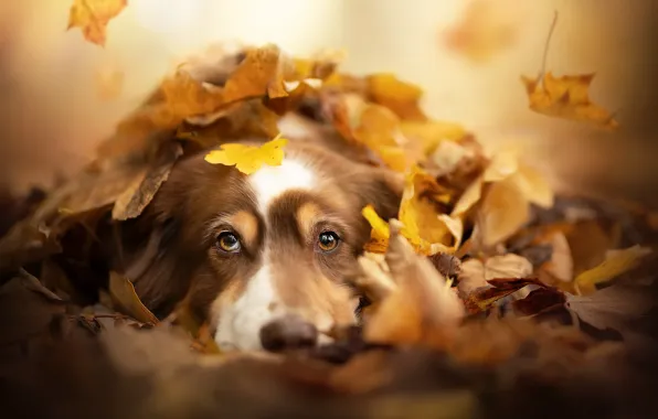 Picture autumn, each, dog