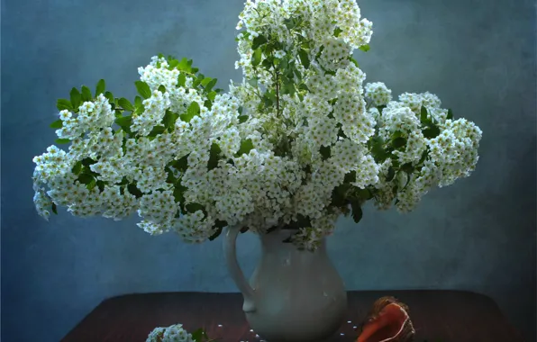 White, shell, vase, pitcher, Spiraea, meadowsweet