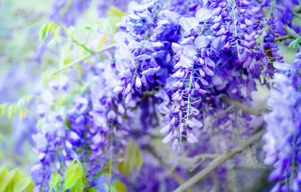 Flowers, branches, stems, spring, flowering, inflorescence, lilac, bokeh
