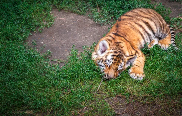 Grass, look, tiger, pose, glade, sleep, sleeping, lies