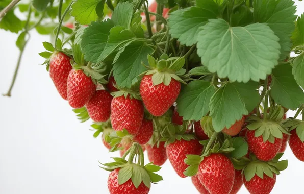 Red, green, green, figure, food, berry, strawberry, berry