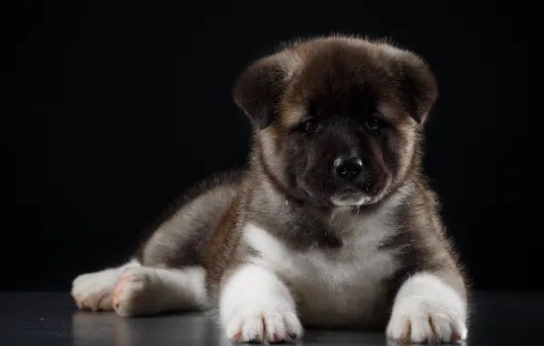 Puppy, breed, Akita