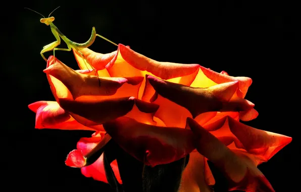 Picture rose, insect, praying mantis