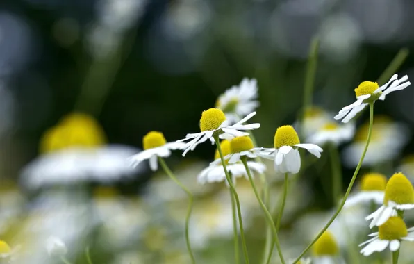 Picture summer, grass, macro, flowers, stems, glade, chamomile, plants