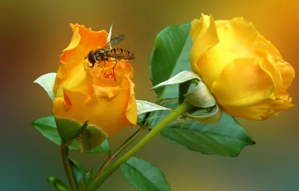 Picture flower, fly, rose, petals, insect