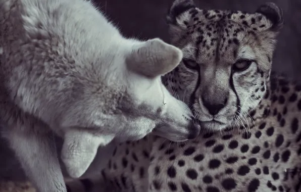Kiss, dog, friendship, Cheetah, friends