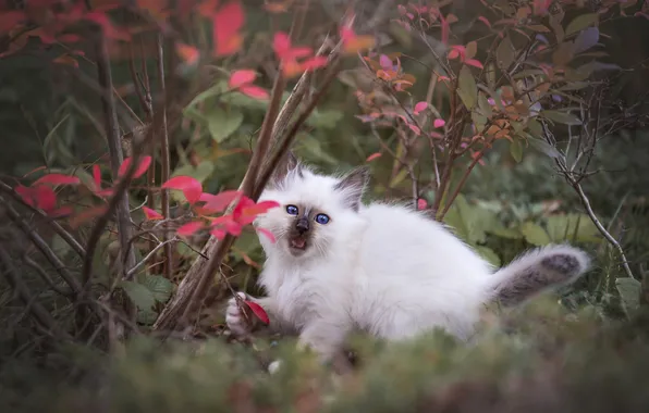 Autumn, language, cat, white, look, branches, pose, kitty