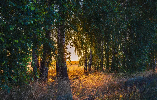 Picture autumn, forest, birch