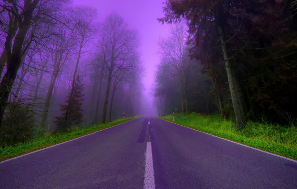 Picture road, trees, fog, lilac, the evening, Forest, beautiful
