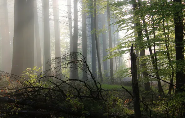 Forest, light, trees, branches, nature, fog, glade, foliage