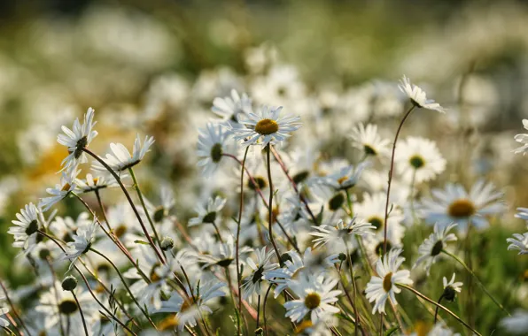 Field, summer, light, flowers, nature, background, stems, glade