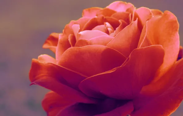 Picture macro, tenderness, rose, flora