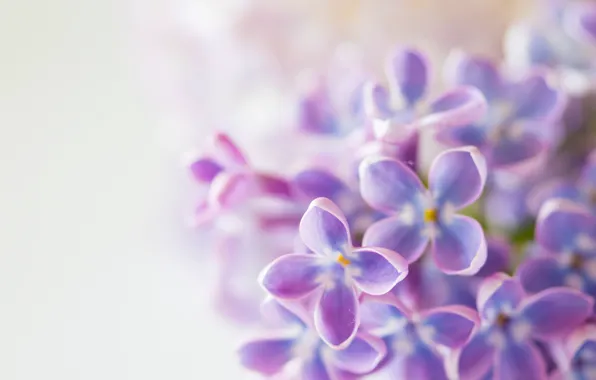 Picture leaves, flowers, spring, flowering, lilac
