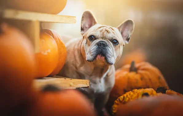 Autumn, look, nature, pose, dog, pumpkin, face, French bulldog