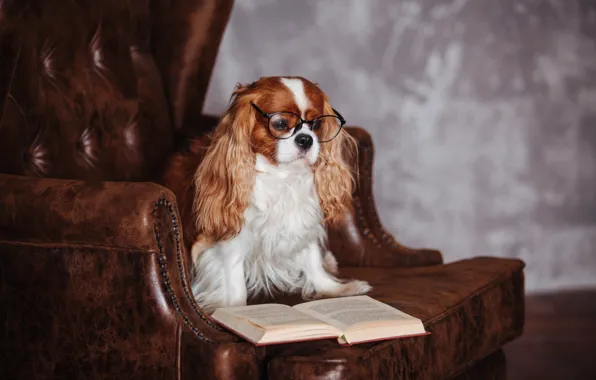 Chair, glasses, book, Spaniel