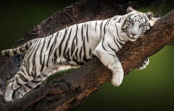 Picture white, look, trees, branches, tiger, lies