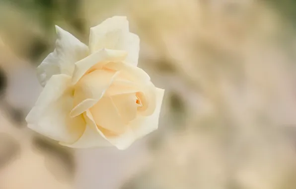 Picture white, flowers, roses, cream, light background, buds, bokeh