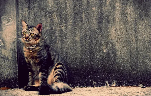 Picture cat, wall, striped, animals, cat, pets