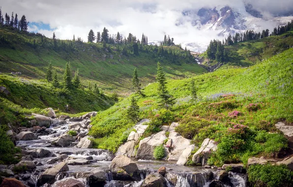 Nature, Rainier National Park, and then the snow melts
