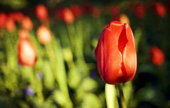 Field, macro, tulips