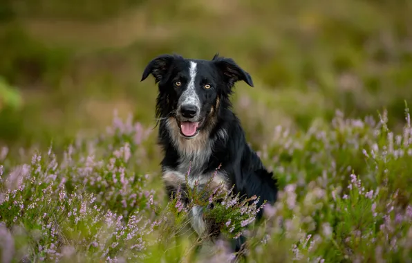 Picture look, dog, bokeh, Heather, The border collie