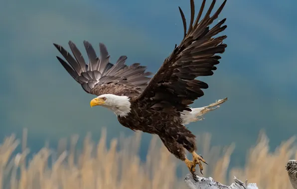 Picture nature, bird, eagle