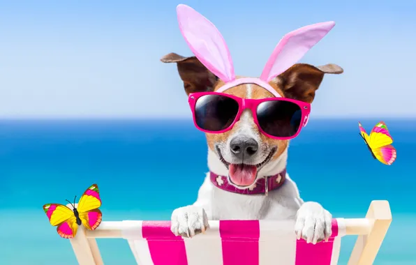 Beach, butterfly, dog, glasses, happy, beach, dog, funny