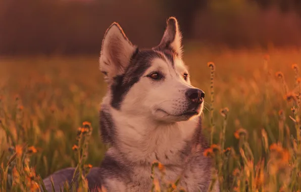 Picture grass, face, dog, husky