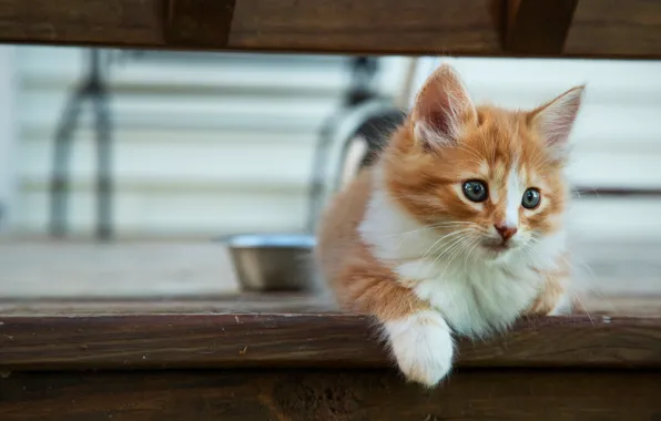 Cat, look, pose, kitty, background, Board, paw, baby