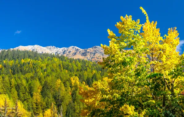 Picture autumn, mountains, Italy, Valle d'aosta, Courmayeur