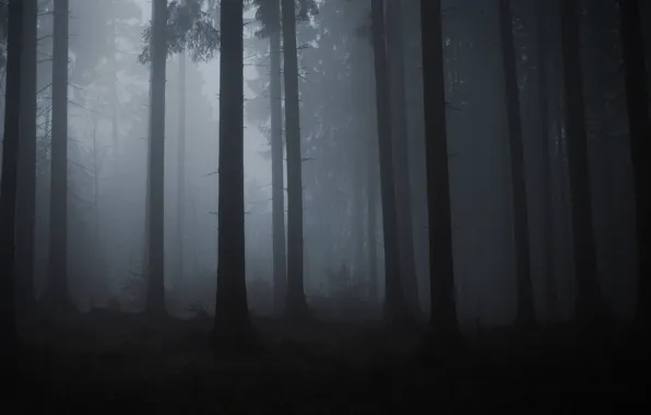 Forest, trees, nature, fog, twilight, Filip Čaník