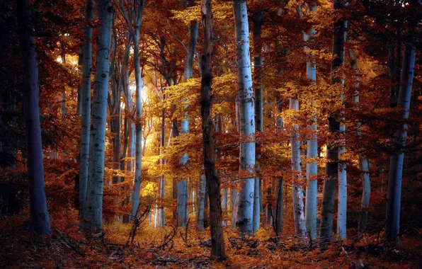 Autumn, forest, nature