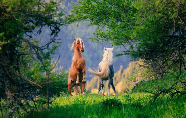 Picture trees, horse, horse, pair