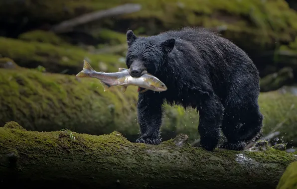 Pose, shore, black, fishing, fish, bear, log, mining